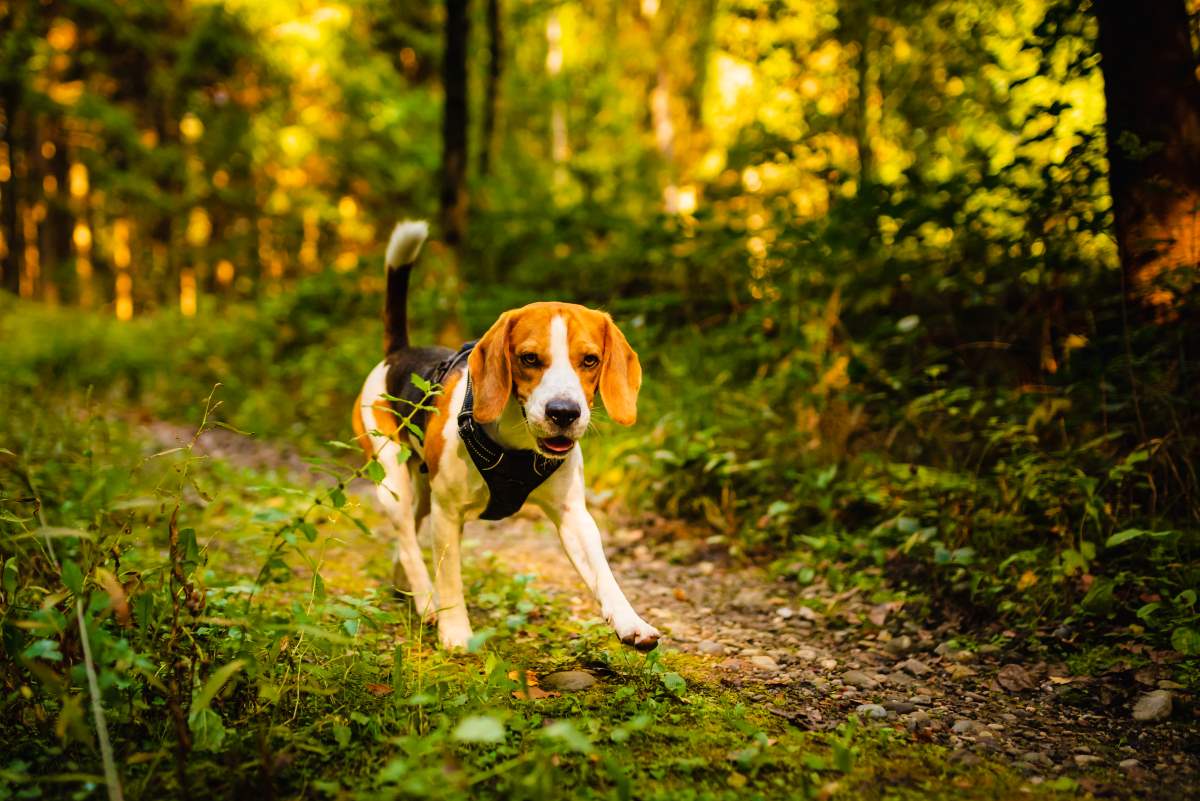 ab wann sind hunde geschlechtsreif 3