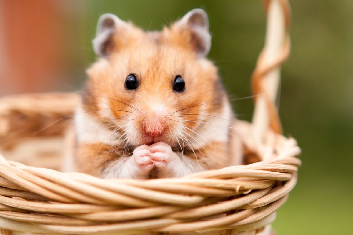 alter hamster 2