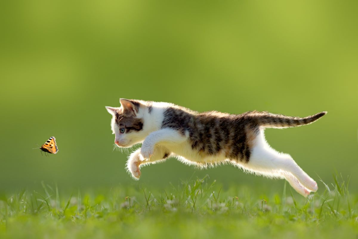 birkenfeige giftig fuer katzen 1
