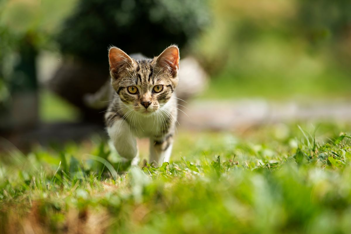 birkenfeige giftig fuer katzen 2