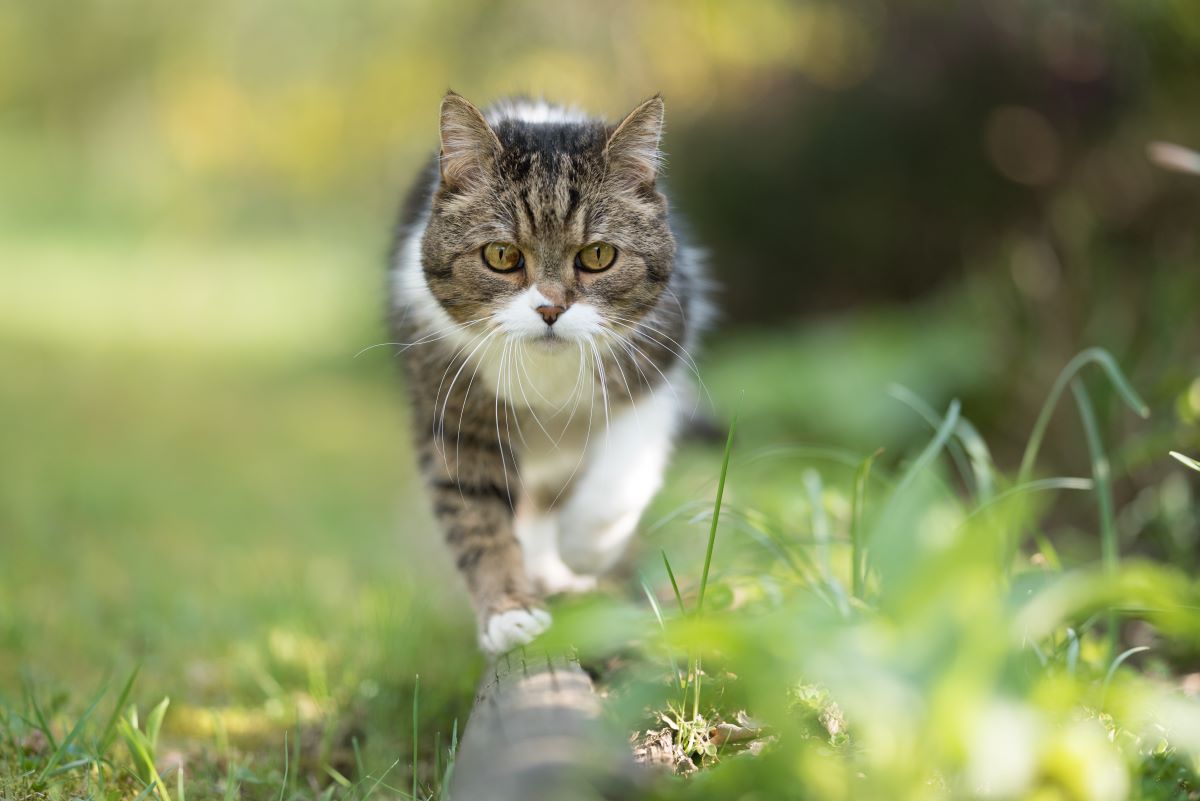 birkenfeige giftig fuer katzen 3