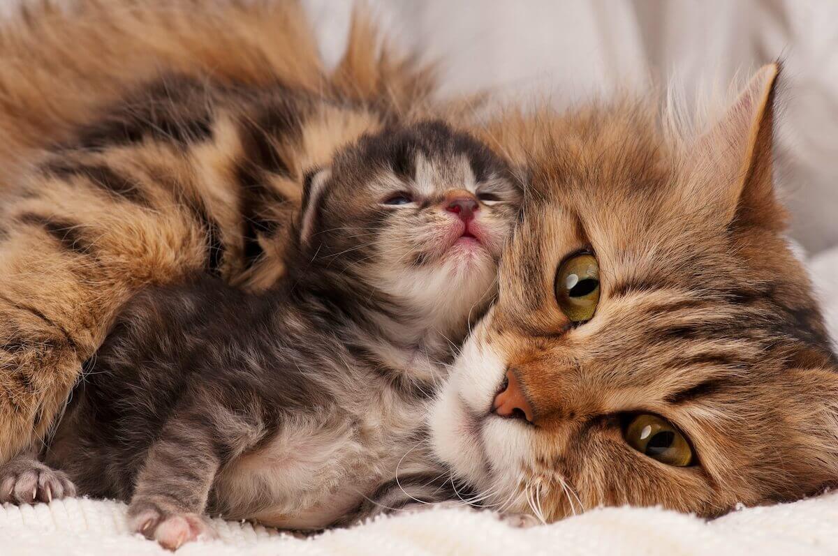 entwicklung-katzenbaby (2)