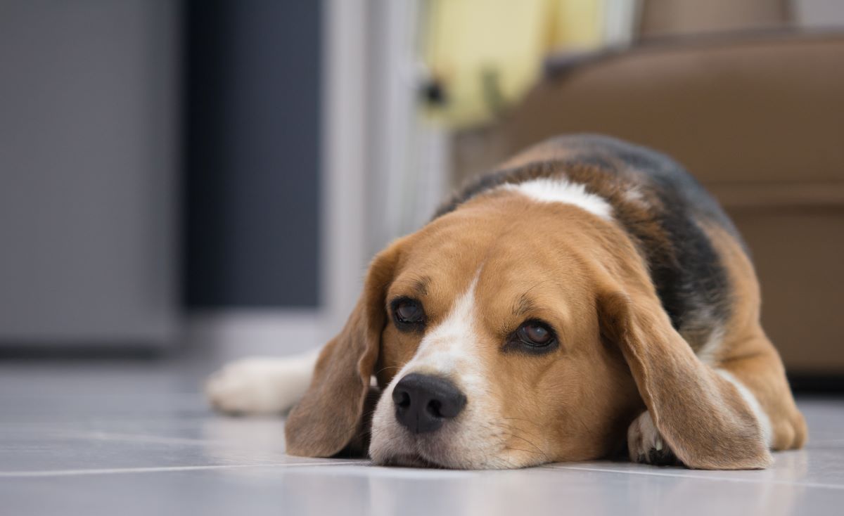 Hund fiept und ist unruhig Ursachen und Tipps Haustierratgeber.de