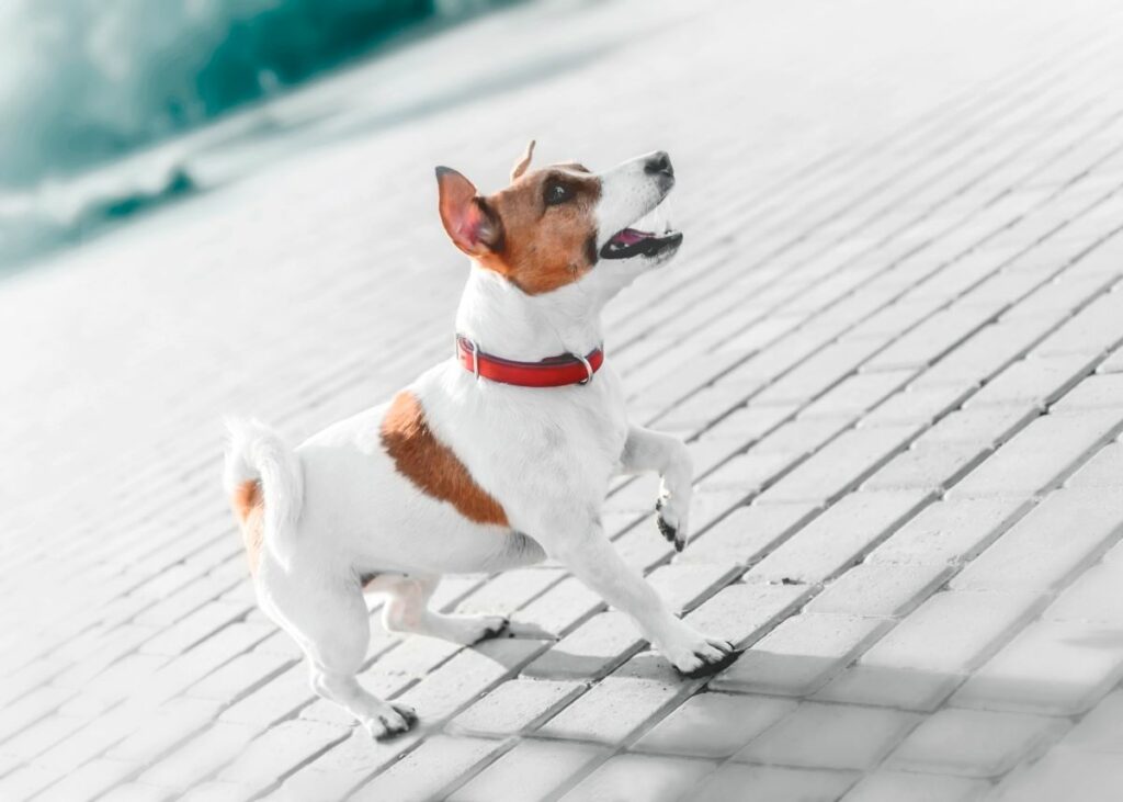 hund pubertät bellen