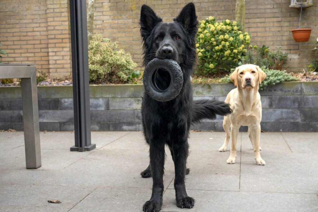hund pubertät bellen