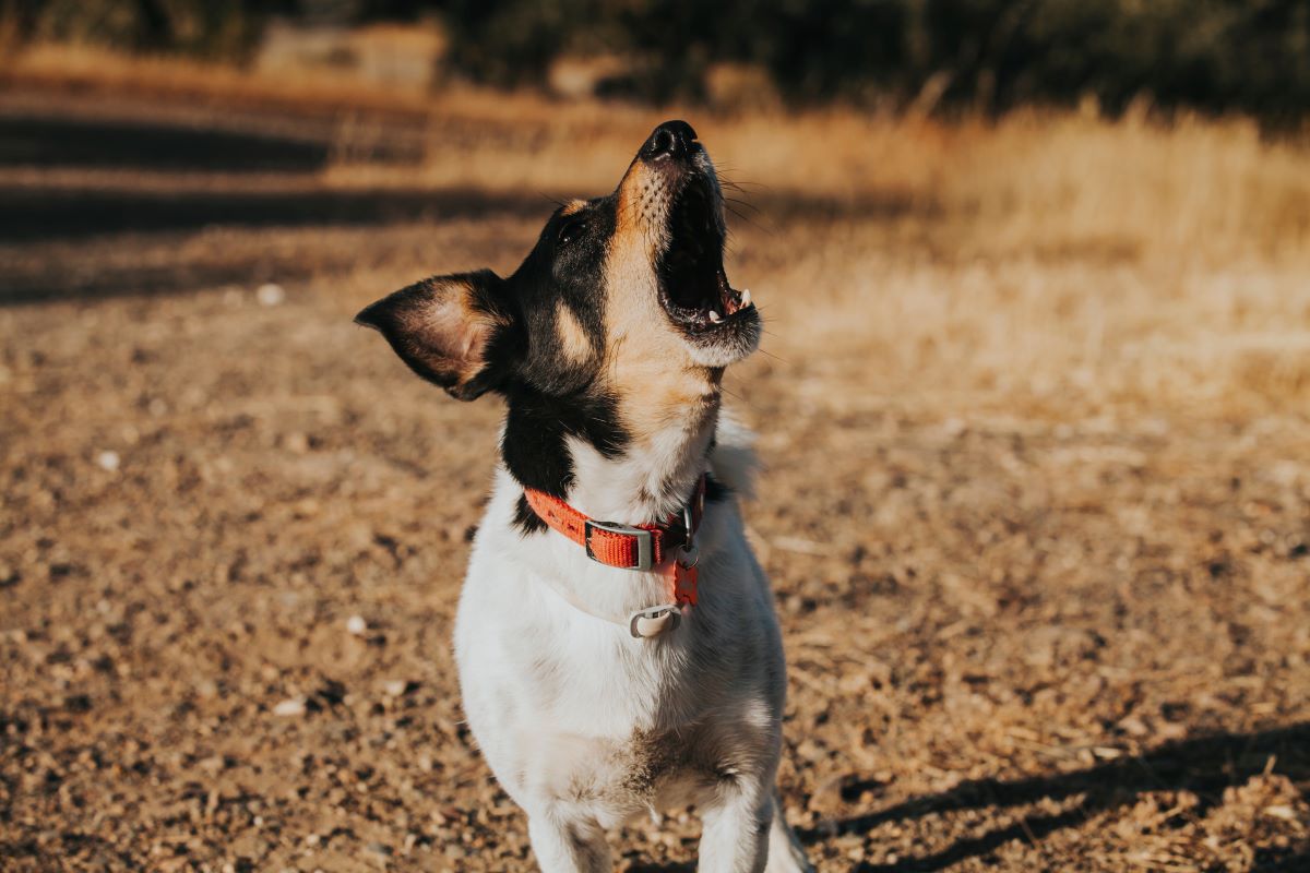 hund rennt auf menschen zu und bellt 1