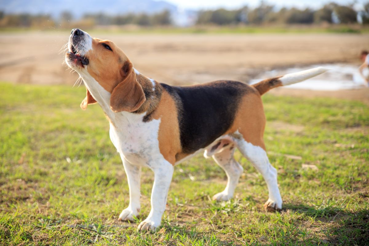 hund rennt auf menschen zu und bellt 2
