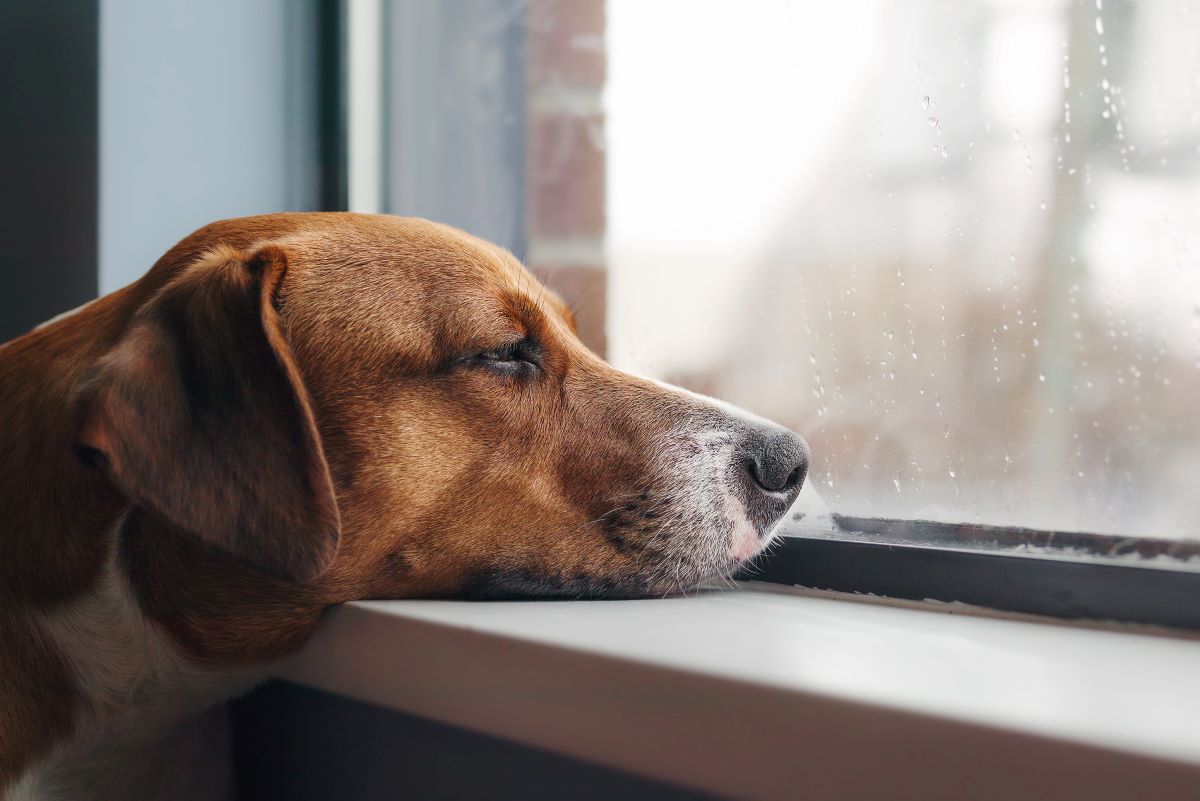 hund verhaelt sich komisch 1