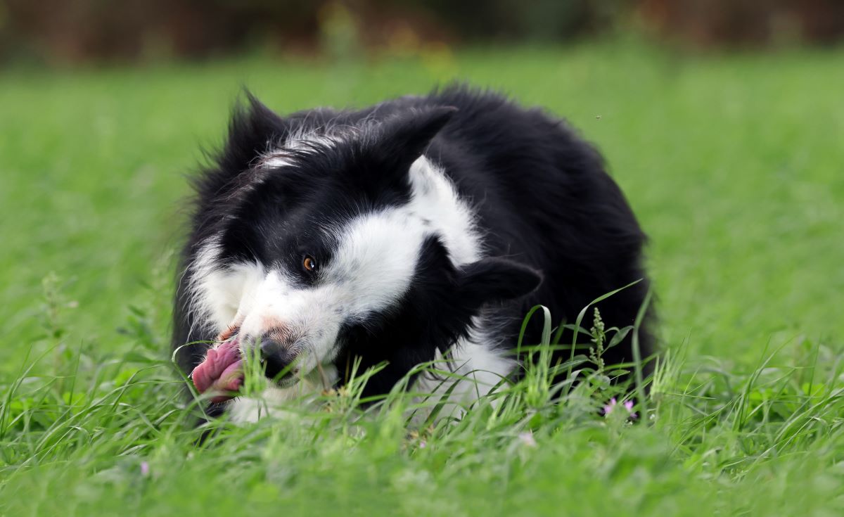 hund verhaelt sich komisch 2