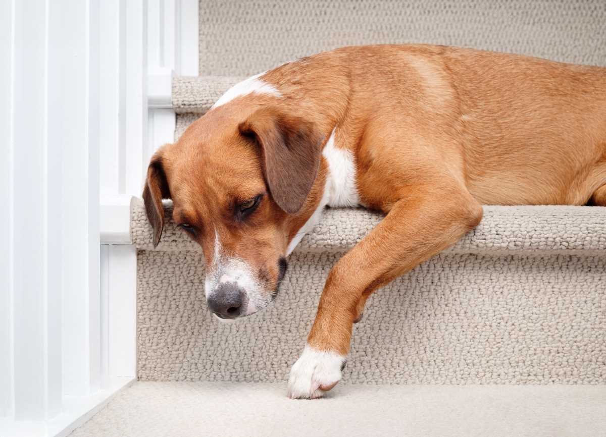 hund verhaelt sich komisch 3