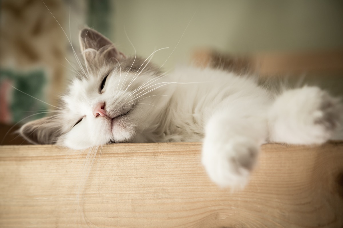 Katze frisst wenig und schläft viel Ursachen und Tipps Haustierratgeber.de