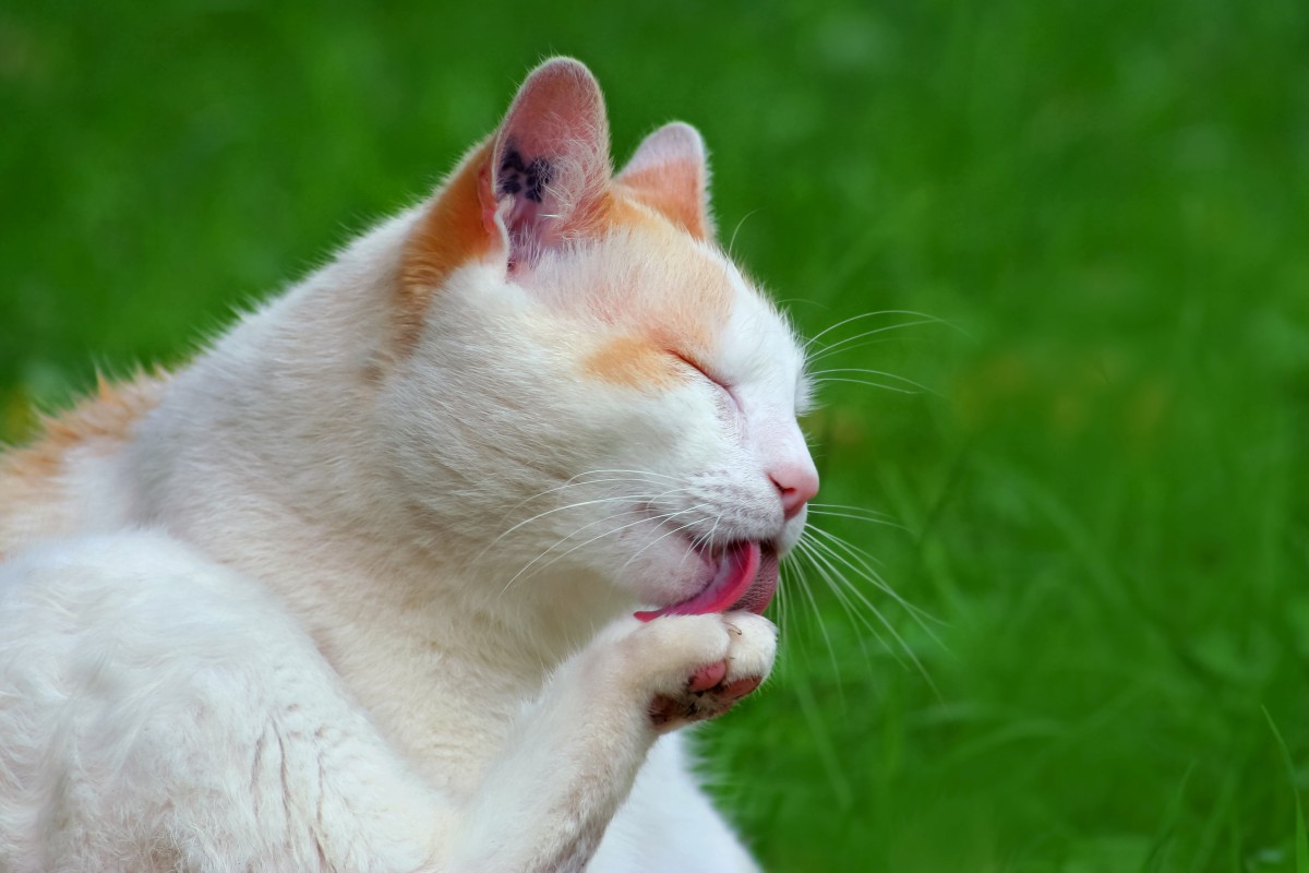 katze hat schwarzes zeug im ohr