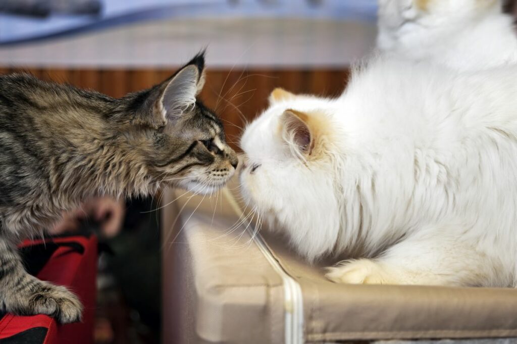 Katzenrassen mit großen Ohren Haustierratgeber.de