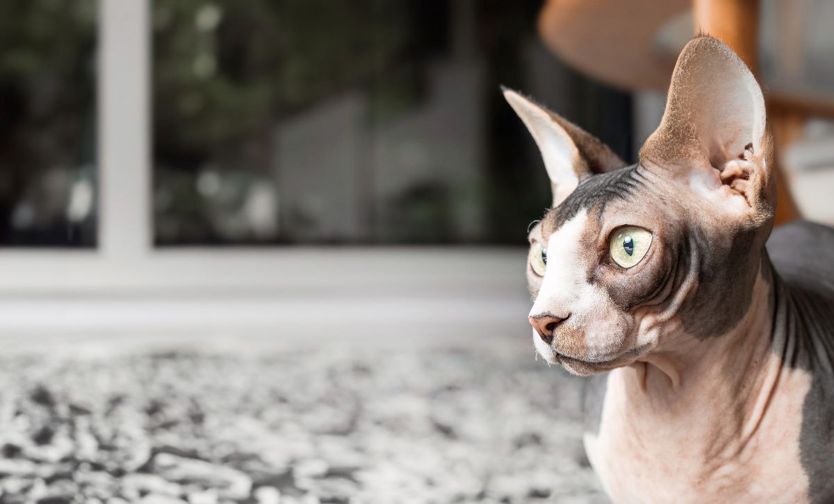 katzen mit grossen ohren 2