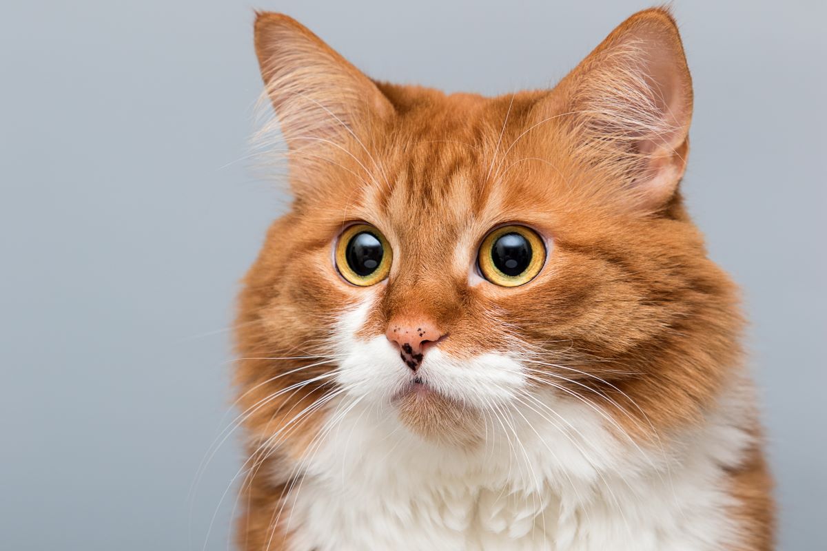 katzen mit großen ohren