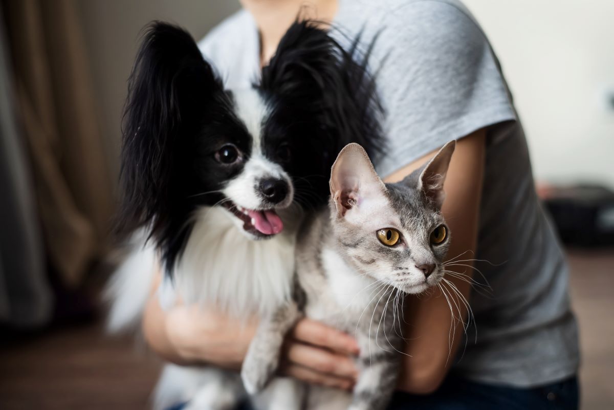 kreuzung hund katze