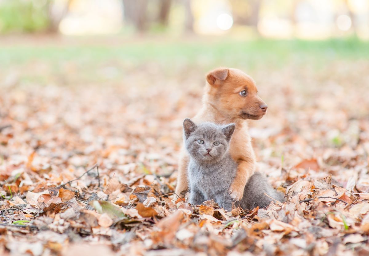 kreuzung hund katze 2