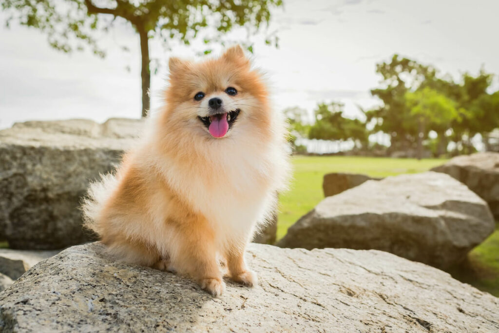 pomeranian-charakter (1)