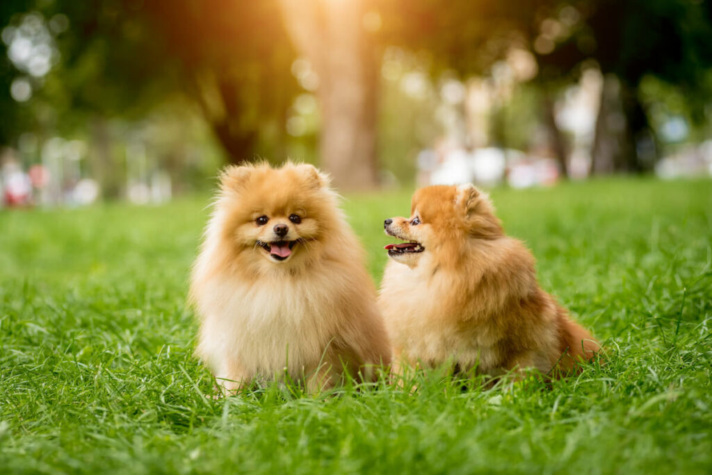 pomeranian-charakter (2)