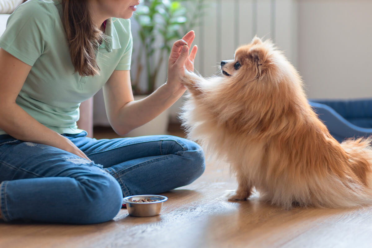 pomeranian-charakter (3)