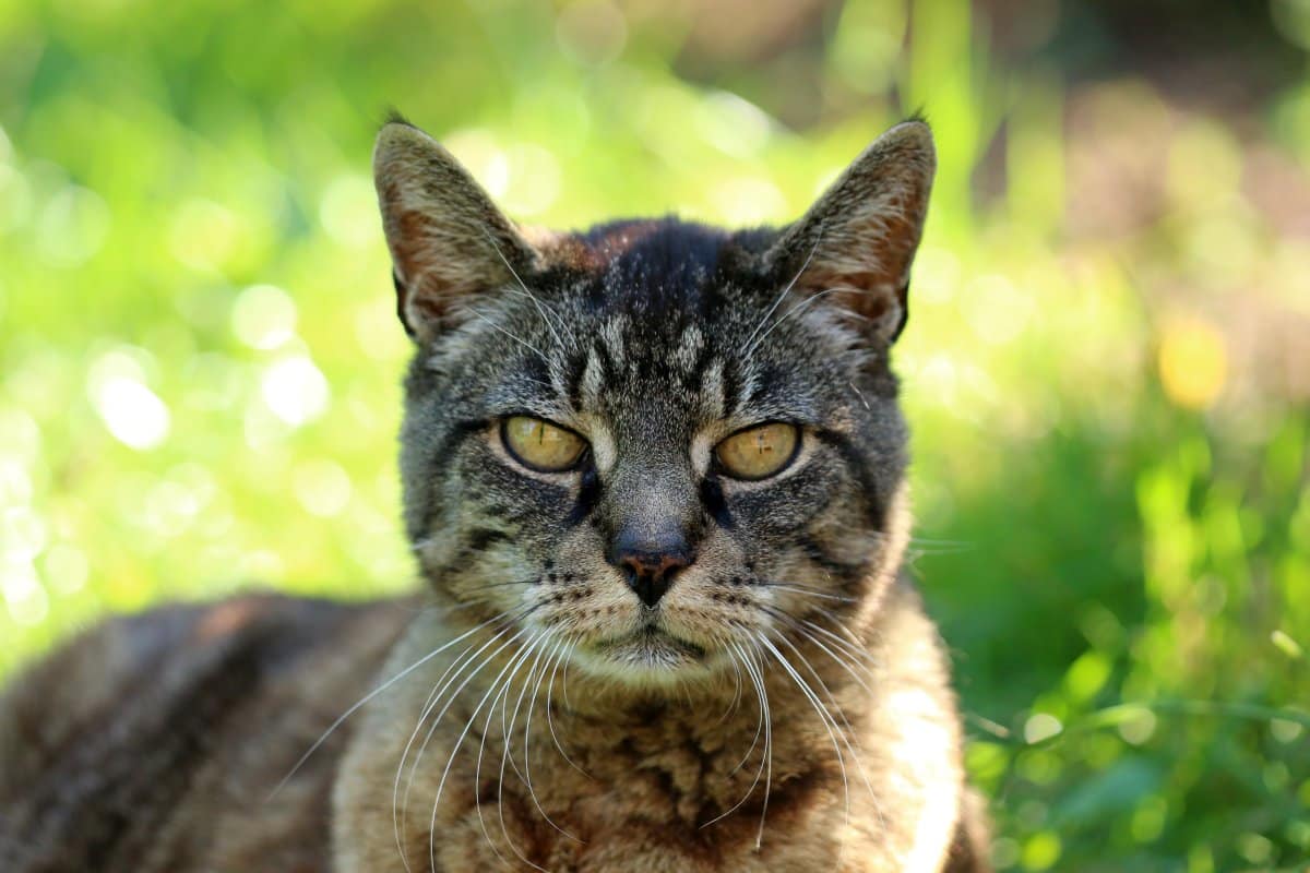 alte katze schreien