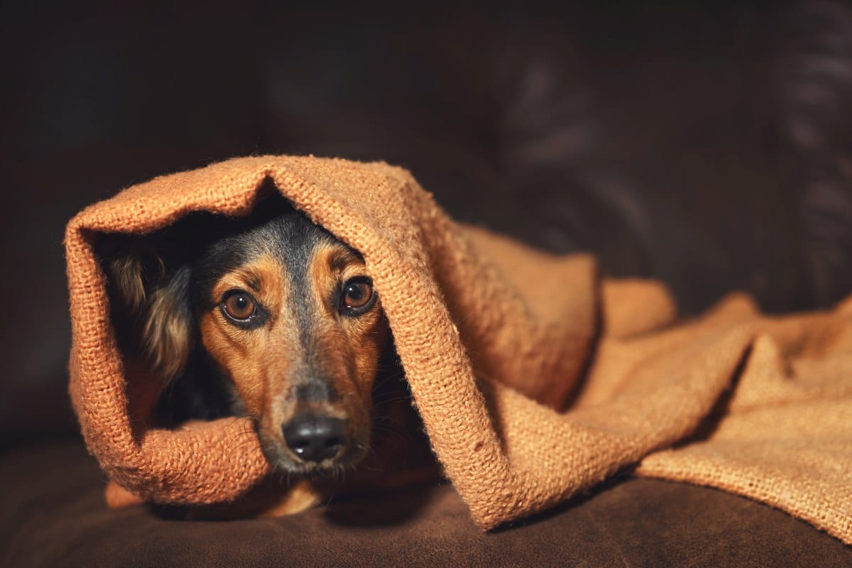 angstphase hund pubertät