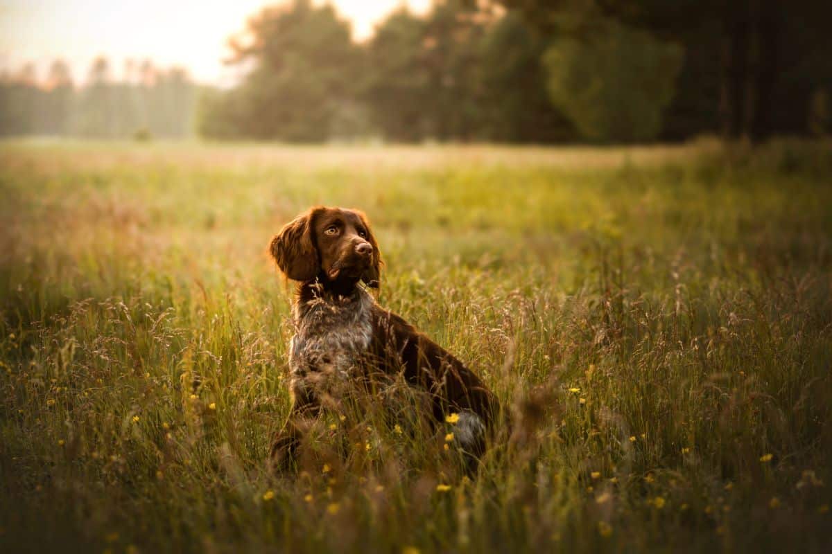 der hund steckbrief
