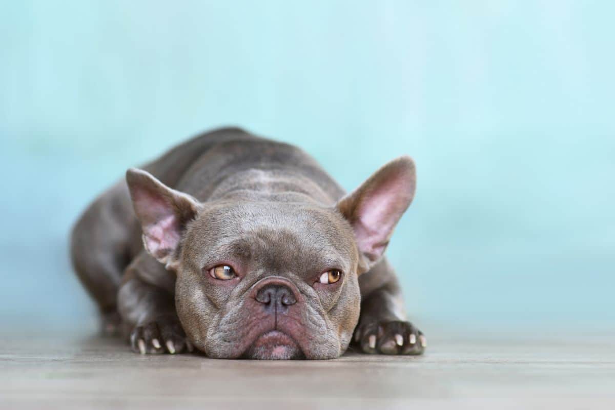 frenchy hund 3