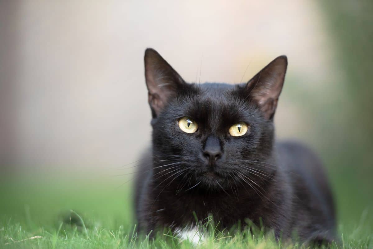 hauskatze schwarz