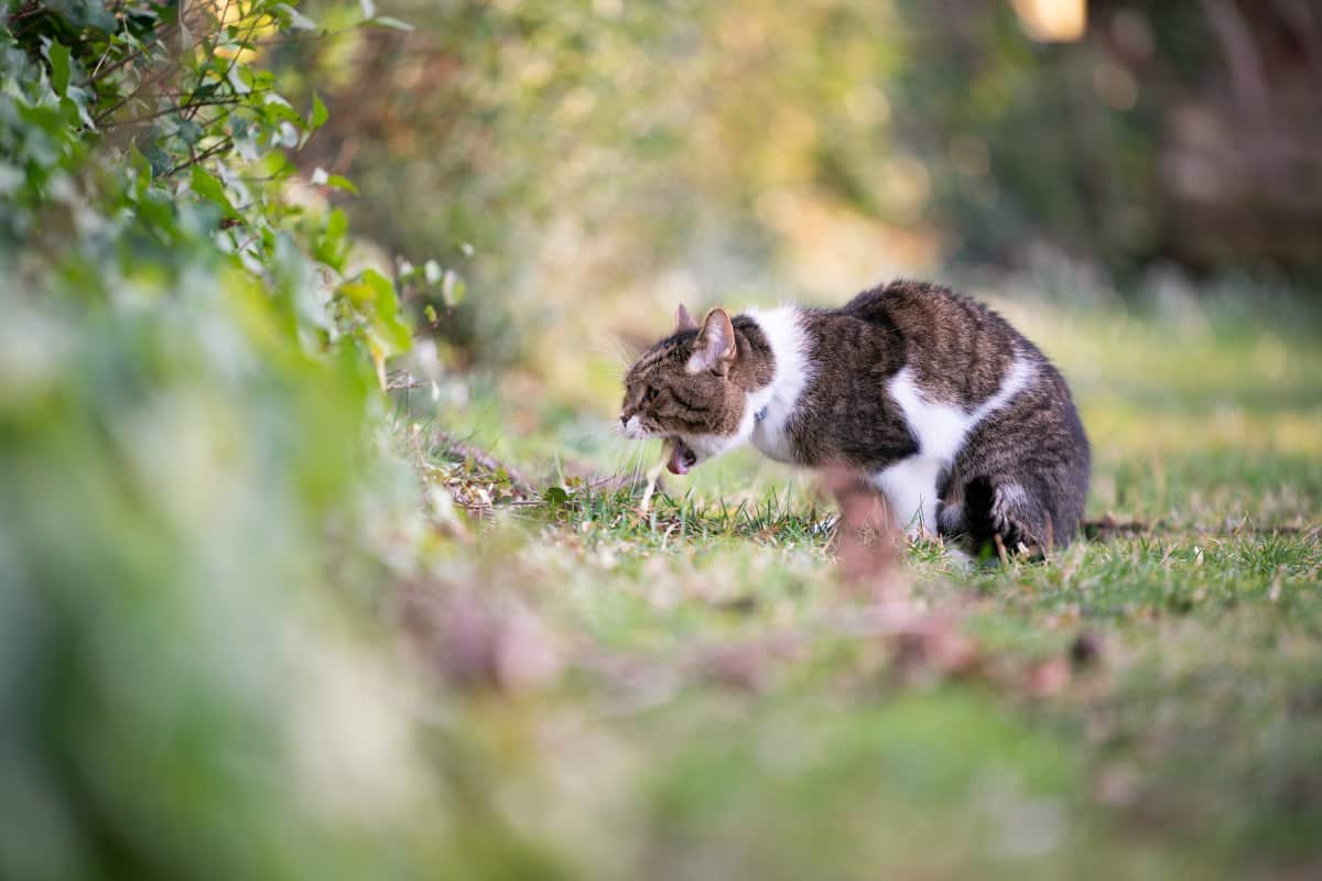 katze kotzt weißen schaum