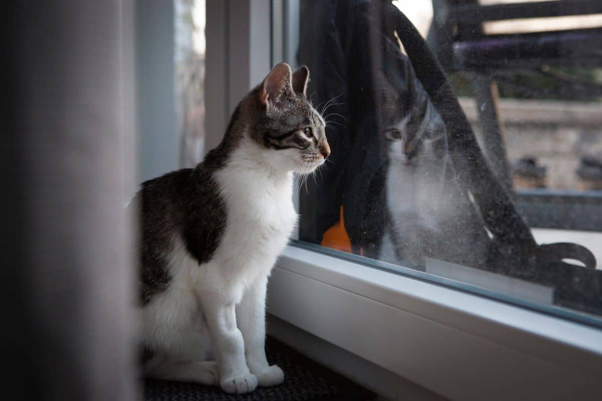 Katze Will Nicht Mehr Raus Und Schläft Viel Katze will raus, darf aber nicht: Wie Du Deiner Samtpfote helfen kannst