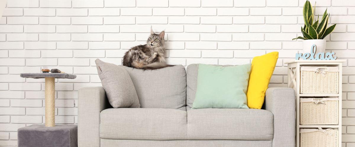 lebensraum katze