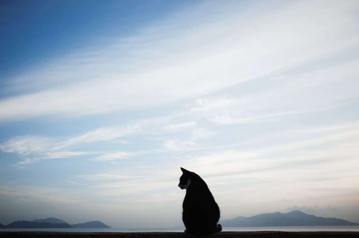 lebensraum katze 3 1