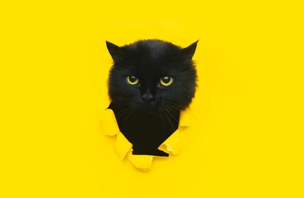 schwarze perserkatze