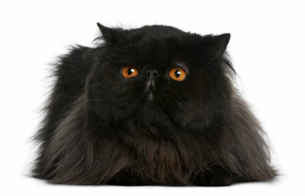 schwarze perserkatze