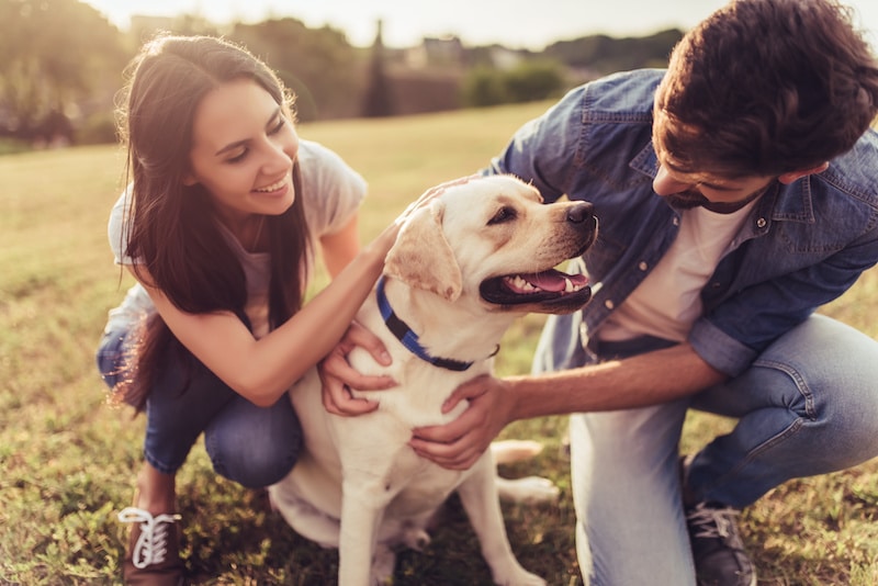 familienhund
