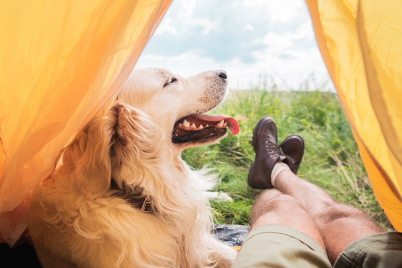 urlaub mit hund