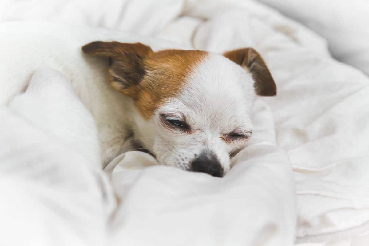 hund magenprobleme iberogast