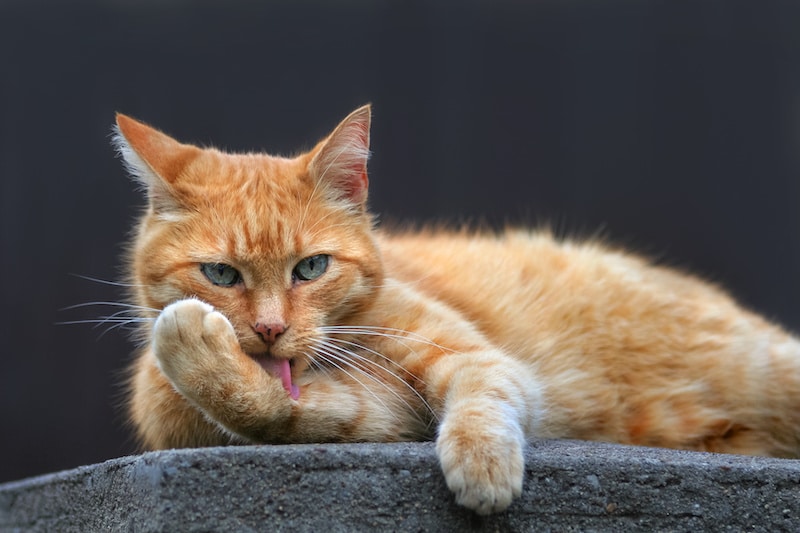 katze ektoparasiten