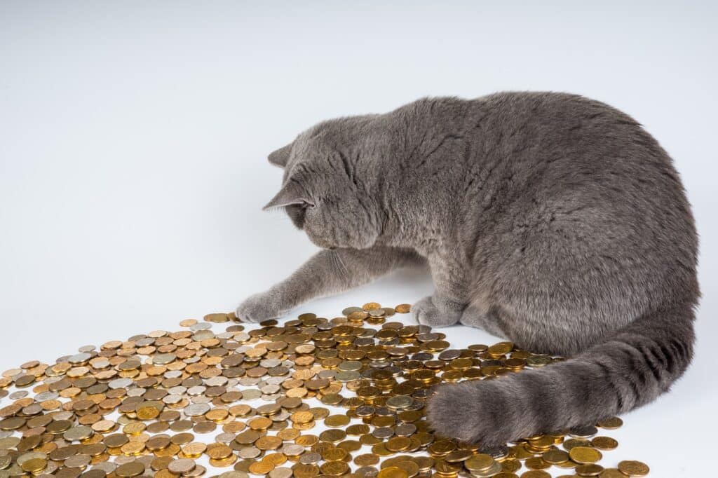 katze geld