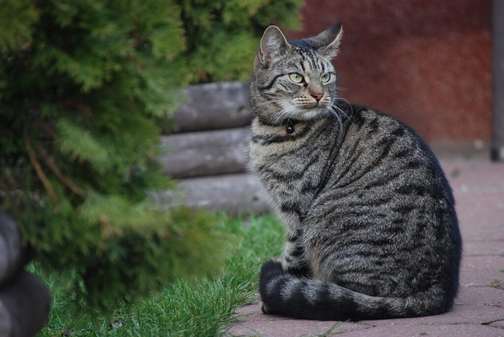 katze grau