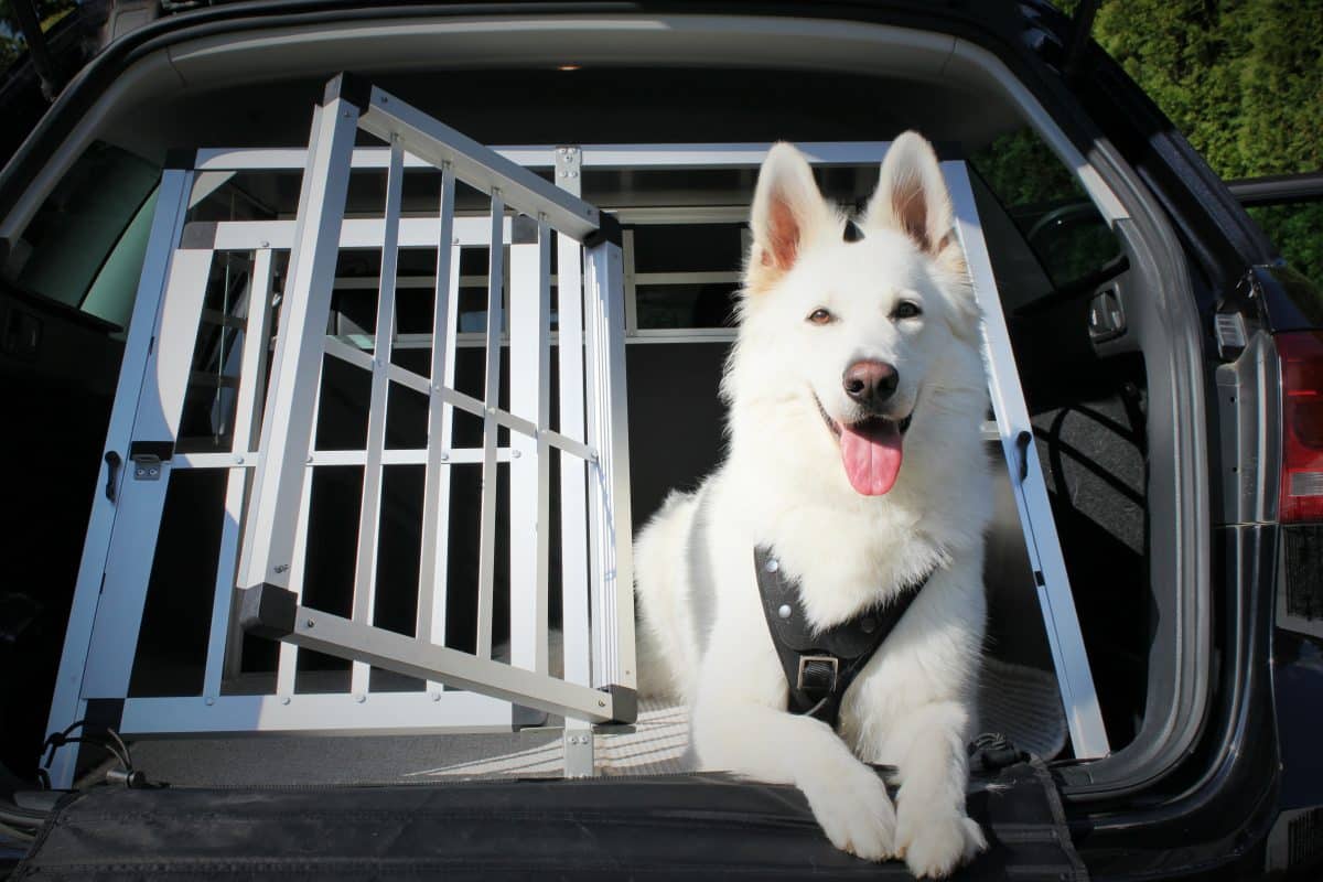 transportbox-hund-auto (2)