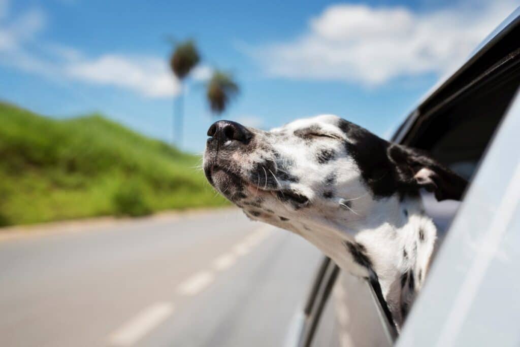 transportbox-hund-auto (3)