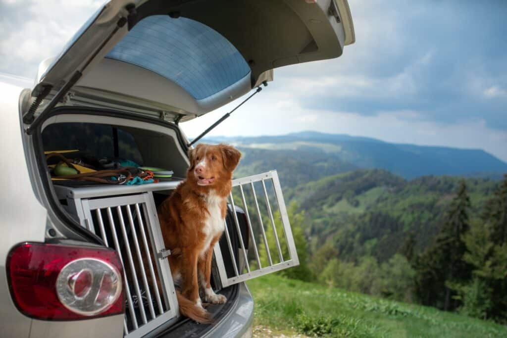 transportbox-hund-auto (4)