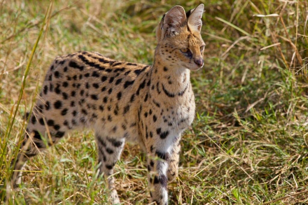 afrikanische-serval-1