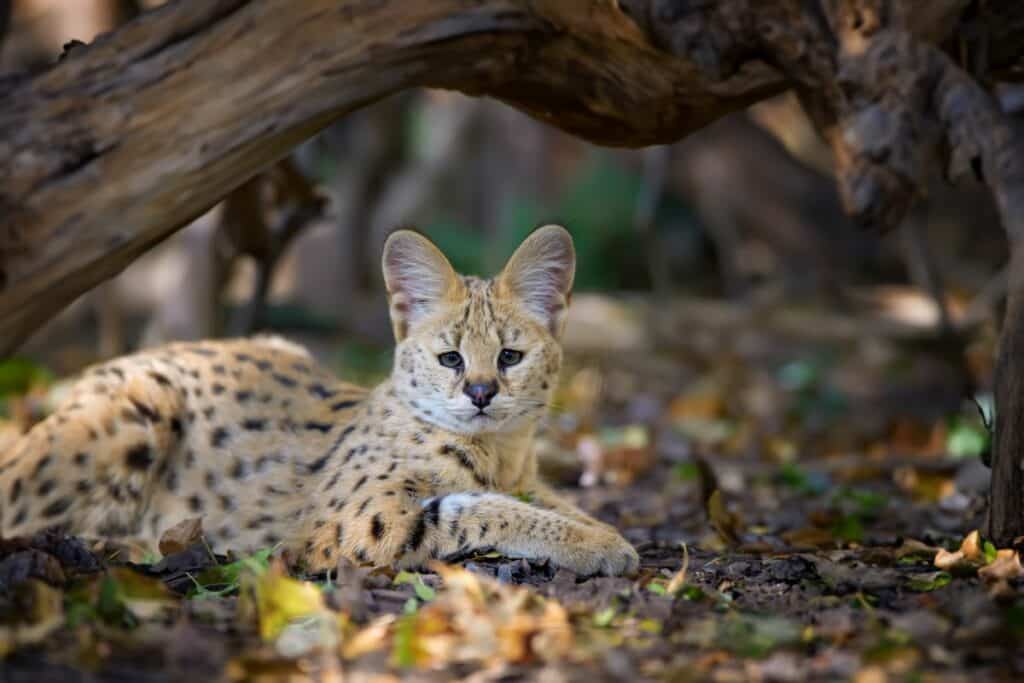 afrikanische-serval-2