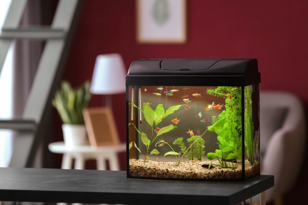 aquarium 1