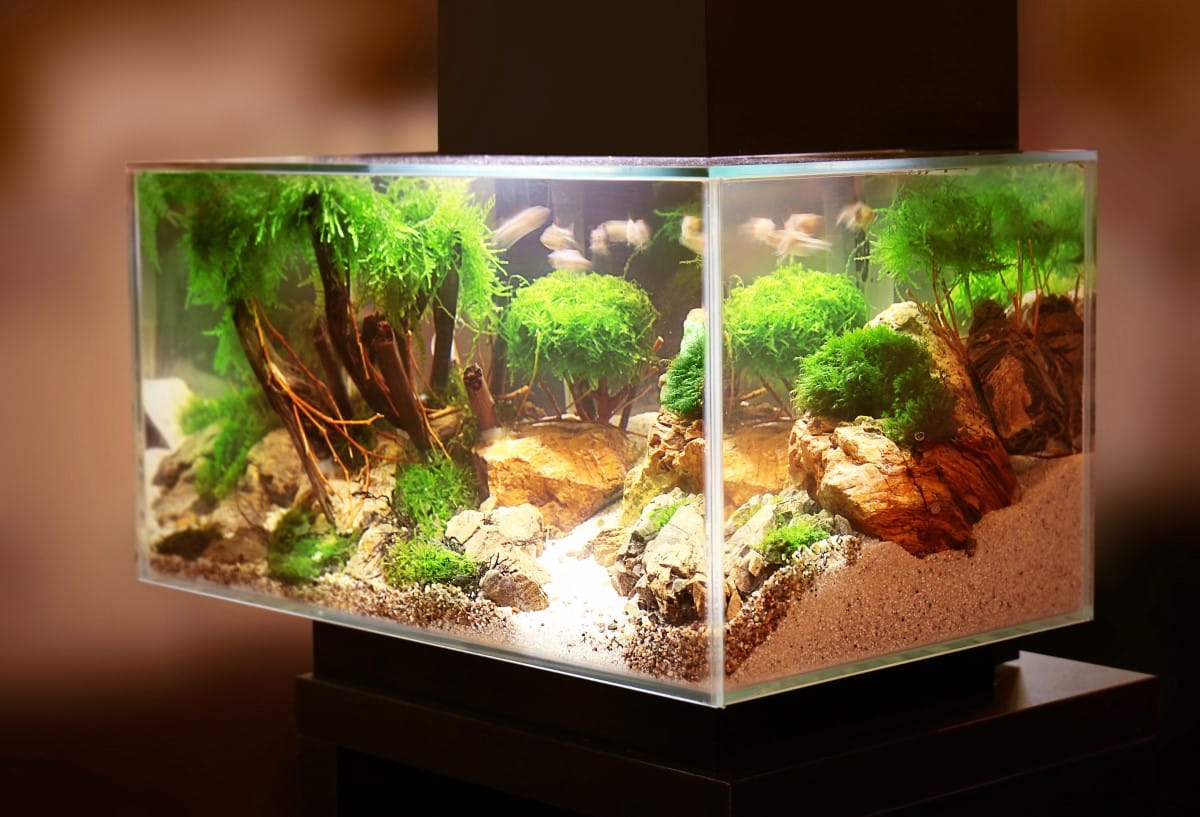 aquarium