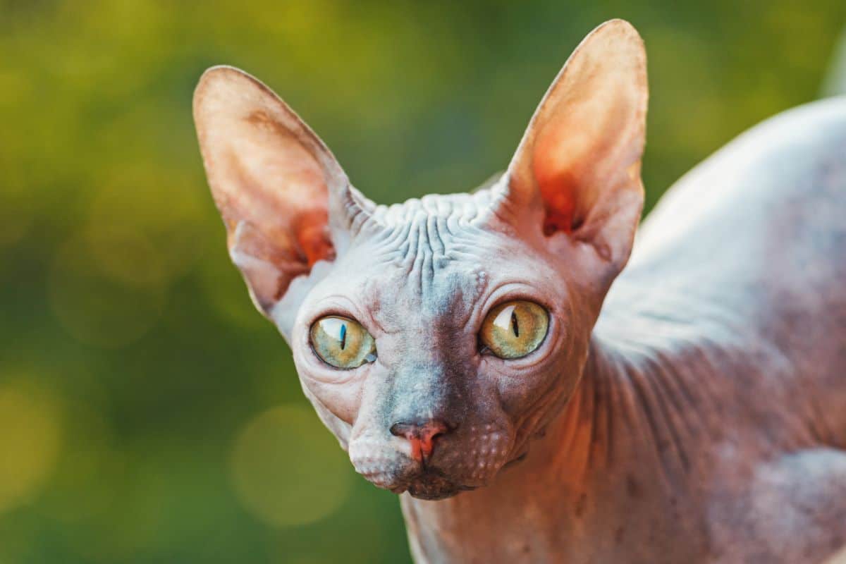 canadian sphynx