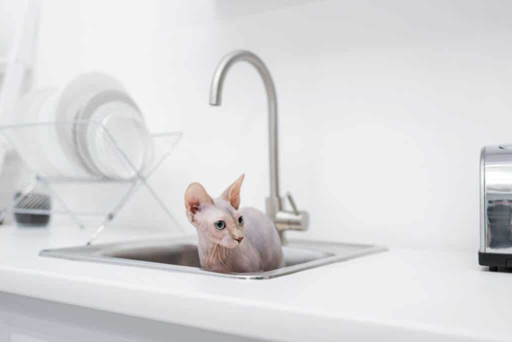 canadian sphynx